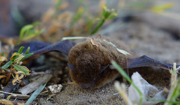 Photo: Bat in Russia