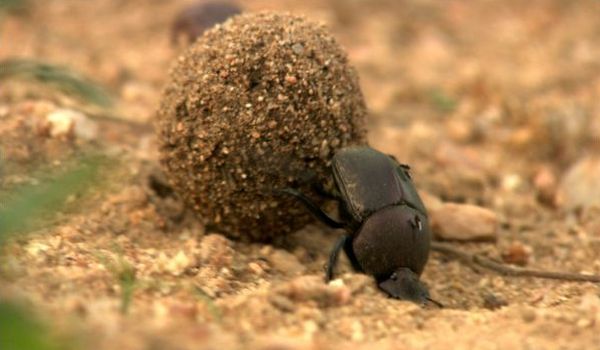 Photo: Egyptian scarab beetle