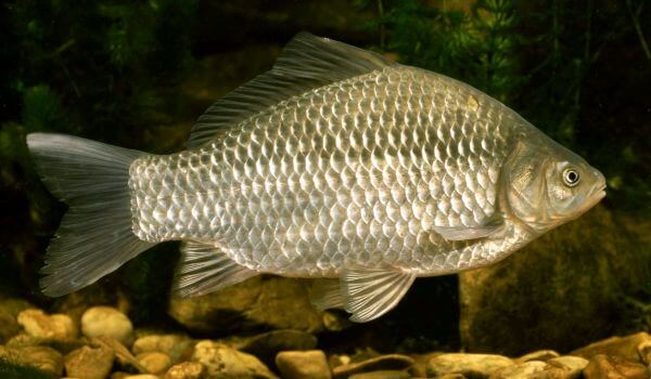 Photo: Large crucian fish