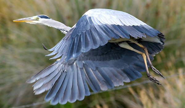 Photo: Gray heron in nature