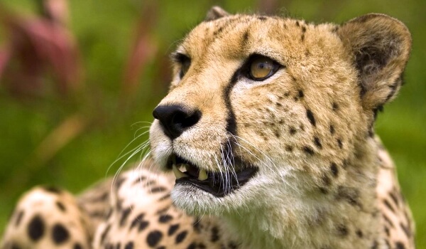 Foto: Zvířecí gepard