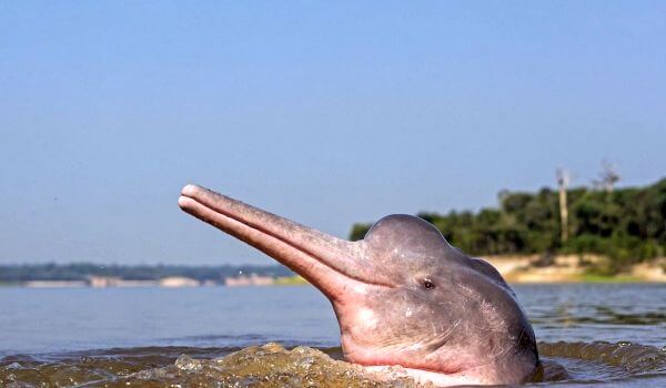 Foto: říční delfín