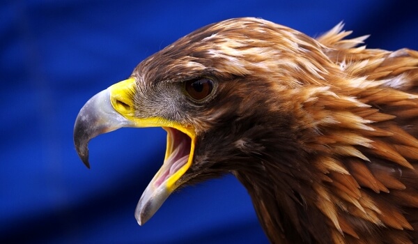Photo: Golden Eagle