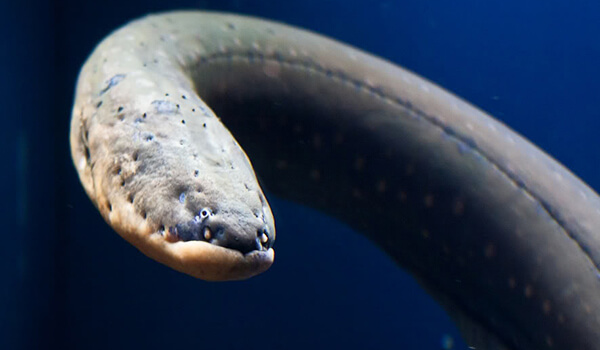 Photo: Electric eel