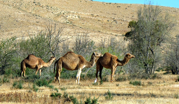 Une photo de chameau à bosse