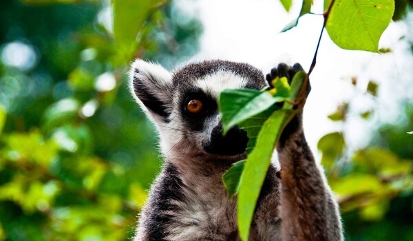 Foto: Ring-tailed Lemur