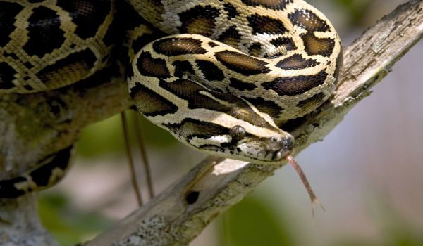 Photo: Tiger python