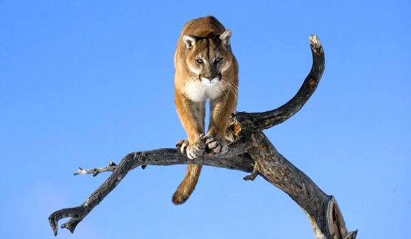 Photo: Wild Cougar