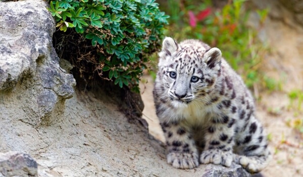 Photo: Snow leopard in Russia