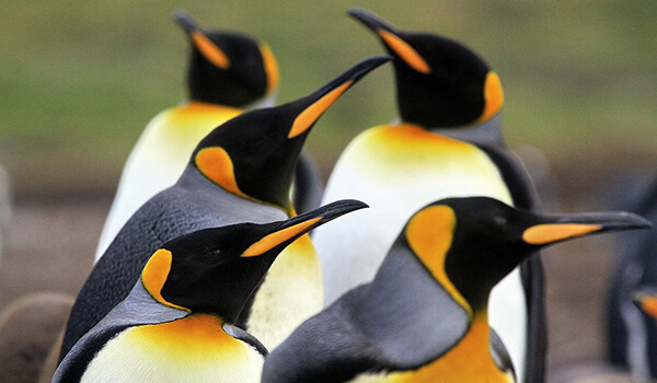 Photo: King Penguins