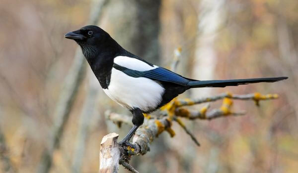 Photo: Magpie on a branch
