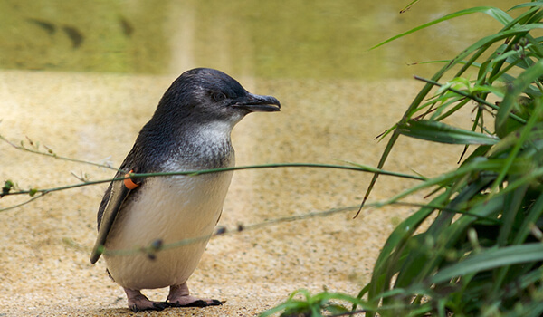 Photo: Little Penguin