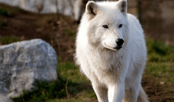 Photo: Polar wolf