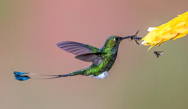 Foto: Pájaro pequeño colibrí 