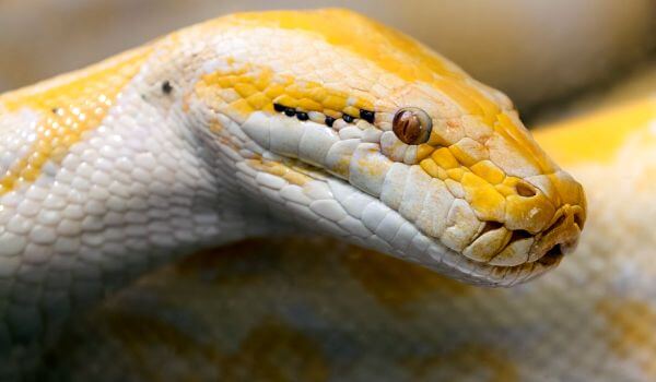 Photo: Albino Tiger Python