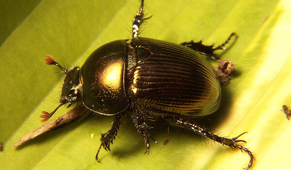 Photo: Scarab Dung Beetle