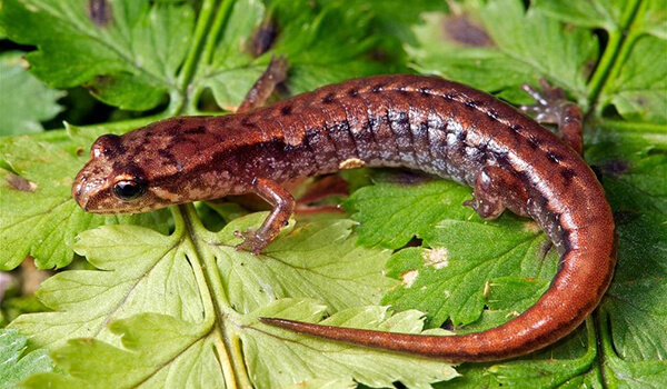 Photo: Salamander in Russia