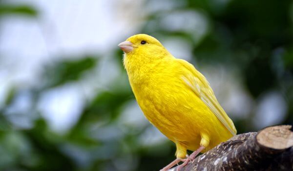 Photo: Canary bird