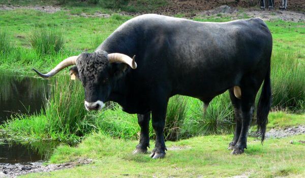 Foto: Bull tour djur 