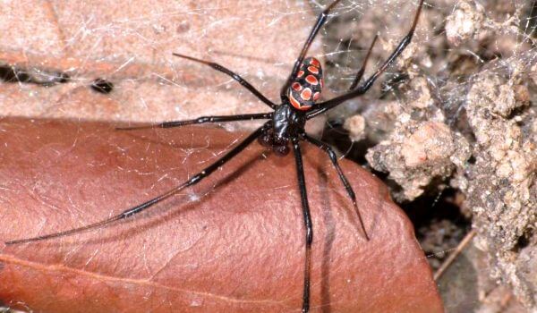 Photo: Karakurt Spider