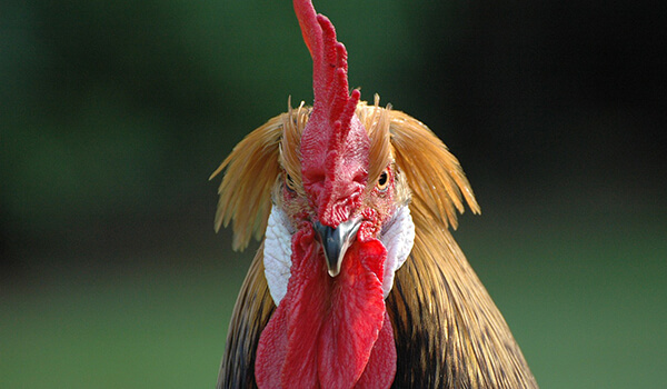 Photo: Rooster