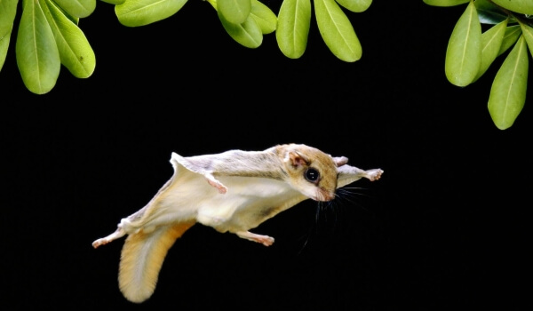 Foto: Flygande ekorredjur