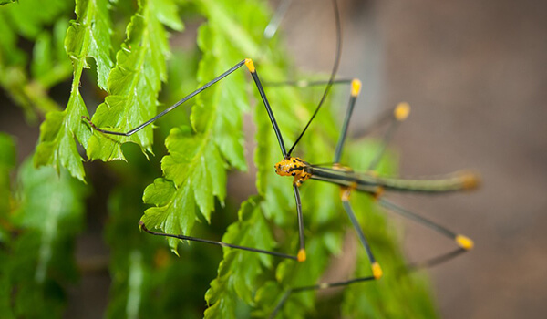 Photo: Stick insect from the Red Book