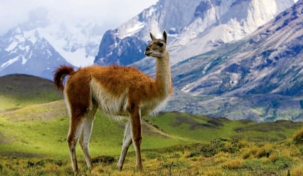 Foto: Lama en los Andes