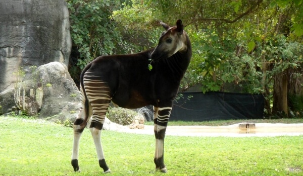 Photo: Okapi
