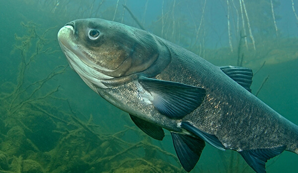 Photo: Silver carp fish