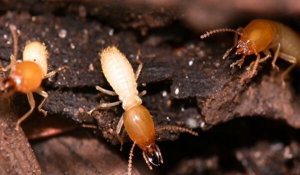Photo: Animal Termite