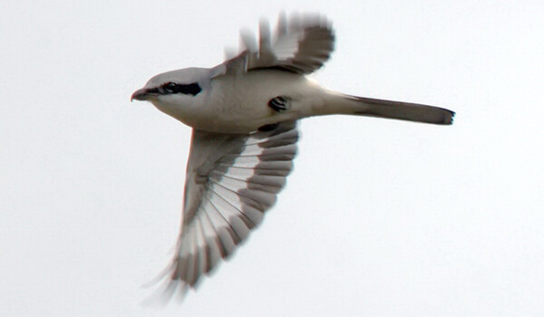 Photo: Gray Shrike in Flight