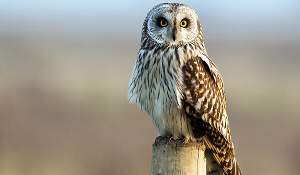 Photo: Short-eared Owl in Belarus