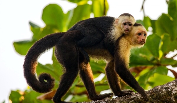 Photo: Baby Capuchin