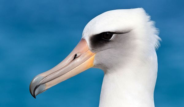 Photo: Albatross bird