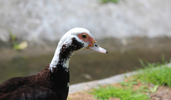 Photo: Muscovy duck