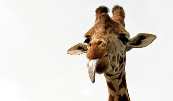 Foto: Žirafa zvířecí