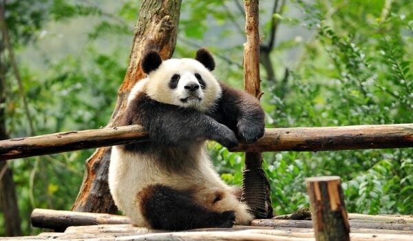 Foto: Animal panda gigante
