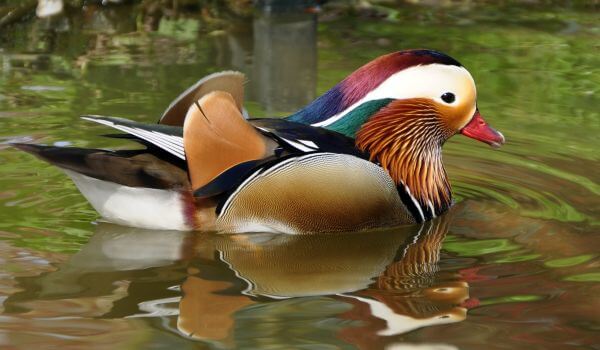 Photo: Mandarin Duck