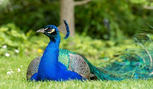 Photo: Male Peacock