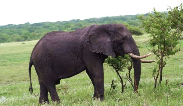 Photo: Animal Indian Elephant