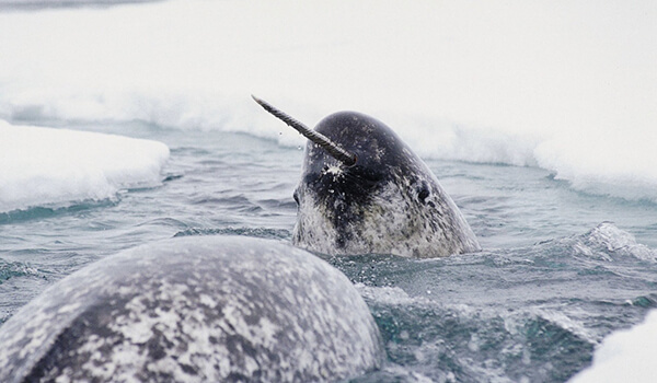 Foto : Narwhal