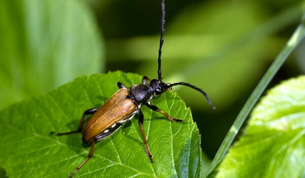 Photo: Relic lumberjack beetle