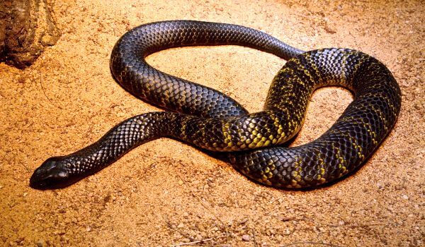 Foto: Jedovatý tygří had