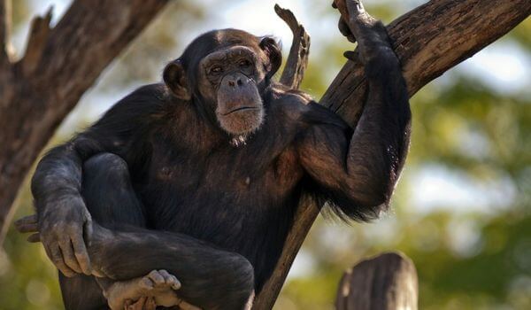 Foto: Chimpanzee Monkey