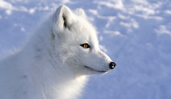 Photo: Arctic Fox