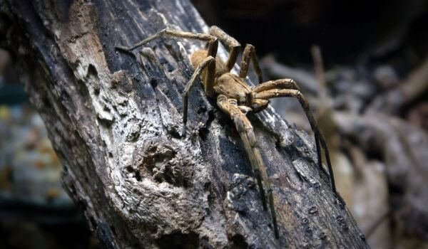  Foto: Brazilian Wandering Spider