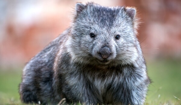 Foto: Wombat