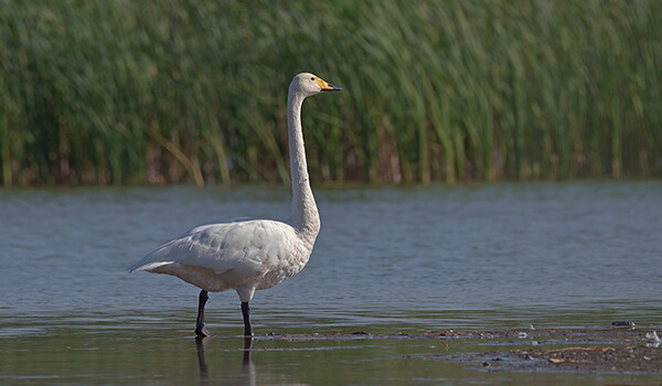 Photo: Whooper swan from the Red Book