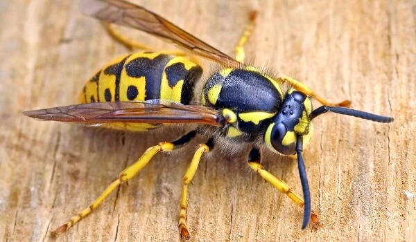 Photo: Wasp Insect